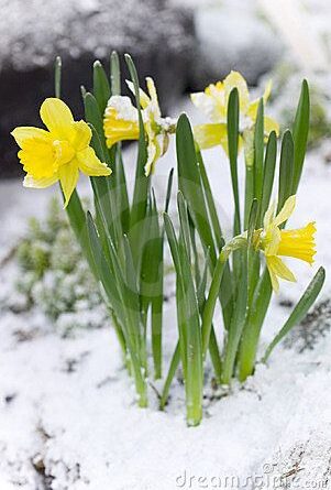 Flowers growing from the snow